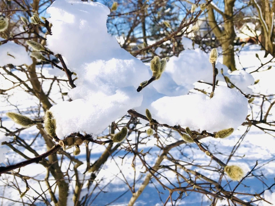 IMG_1360.jpg?type=w966