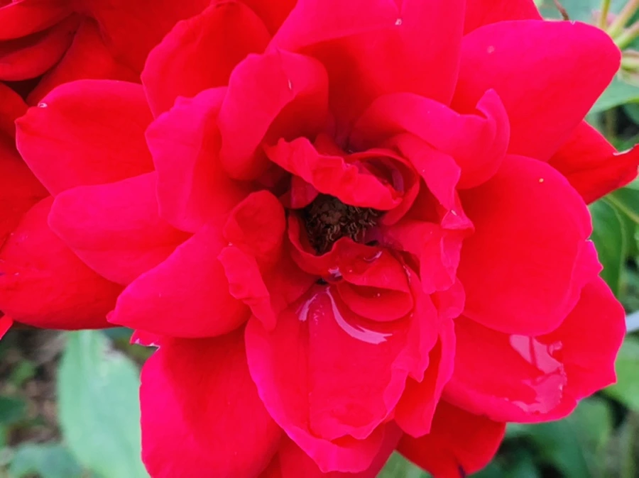 IMG_8772.jpg?type=w966