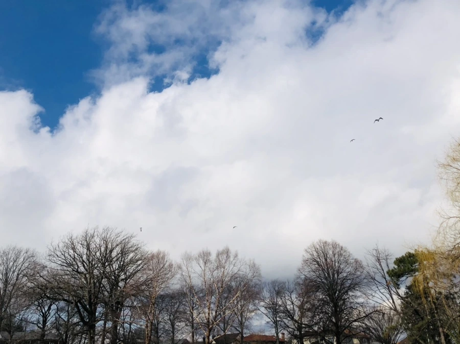 IMG_3508.jpg?type=w966