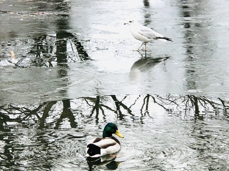 IMG_8999.jpg?type=w966