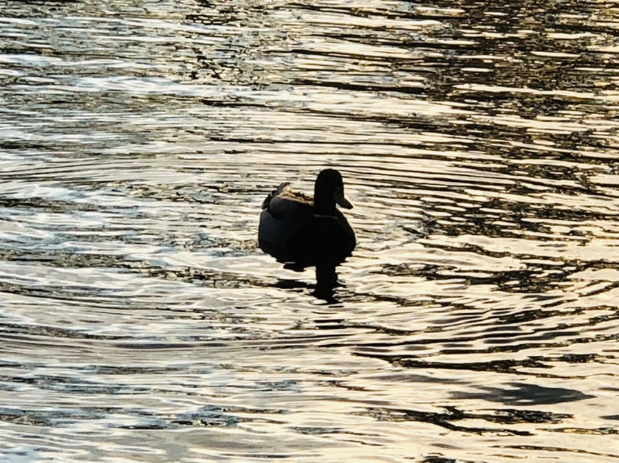 IMG_4430.jpg?type=w966