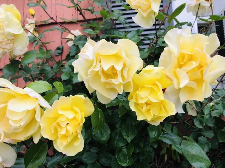 IMG_5260.jpg?type=w966