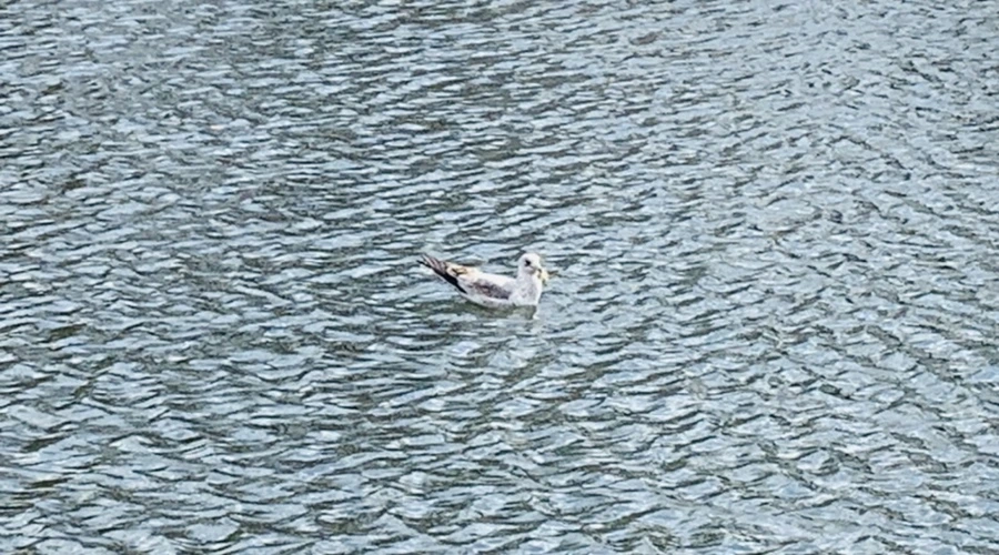 IMG_7322.jpg?type=w966