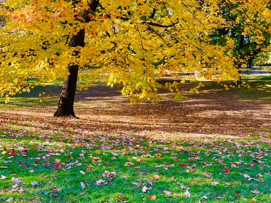 IMG_1719.jpg?type=w966