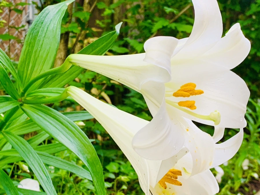 IMG_1014.jpg?type=w966