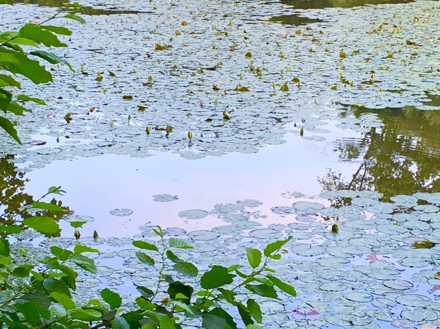 IMG_2972.jpg?type=w966