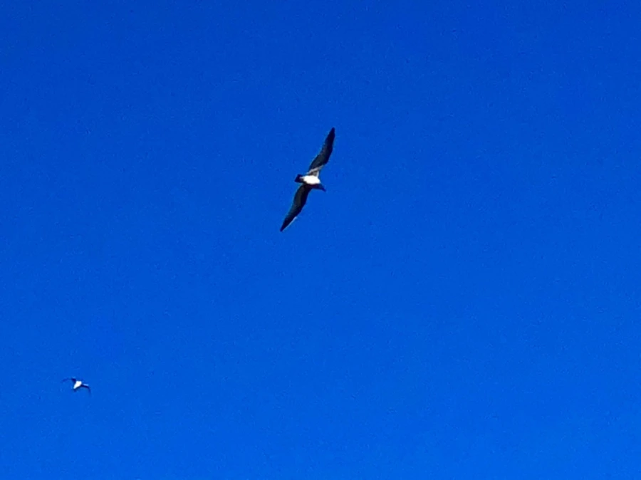 IMG_1444.jpg?type=w966