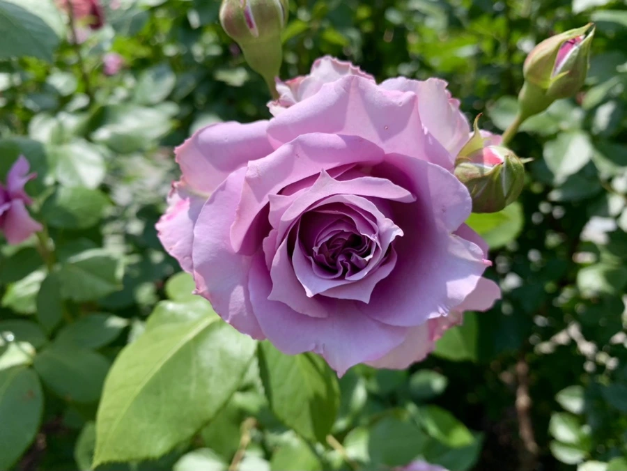 IMG_8579.jpg?type=w966