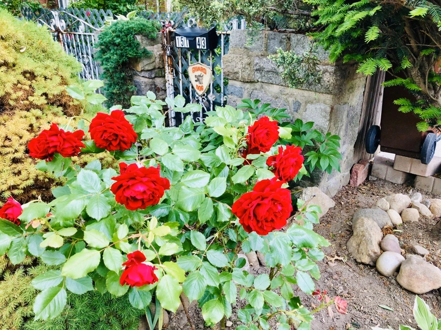 IMG_7923.jpg?type=w966