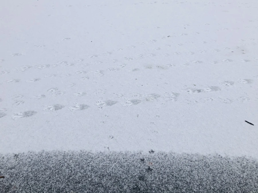 IMG_5911.jpg?type=w966