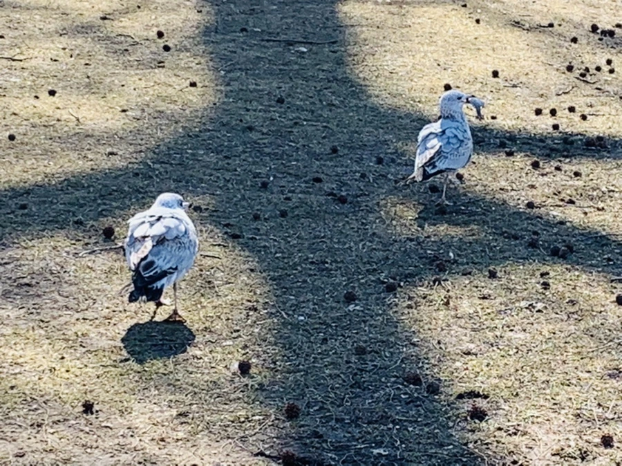 IMG_9285.jpg?type=w966