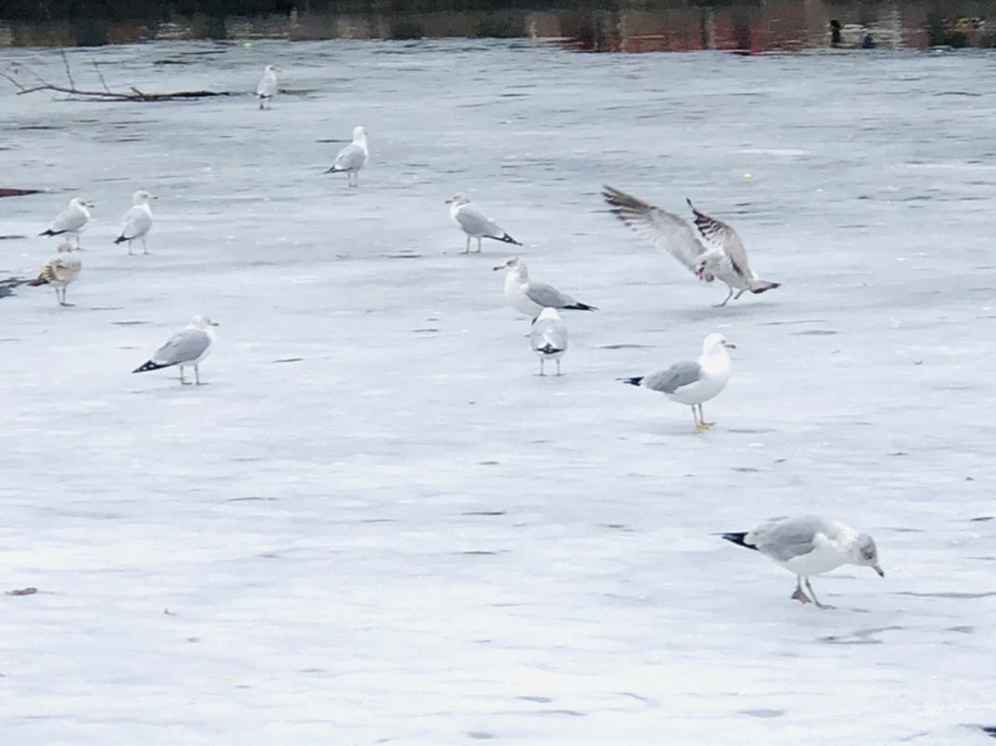 IMG_6337.jpg?type=w966