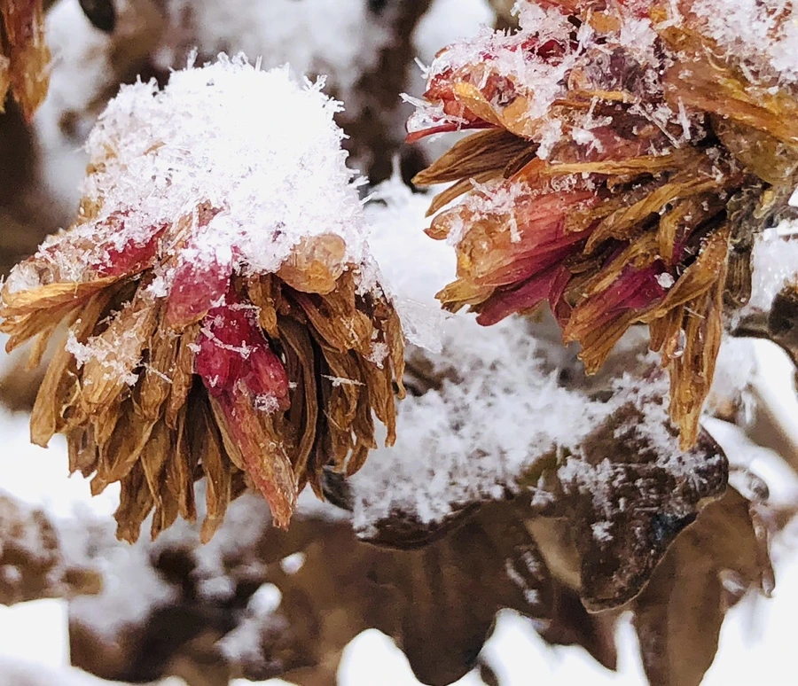 IMG_3451.jpg?type=w966