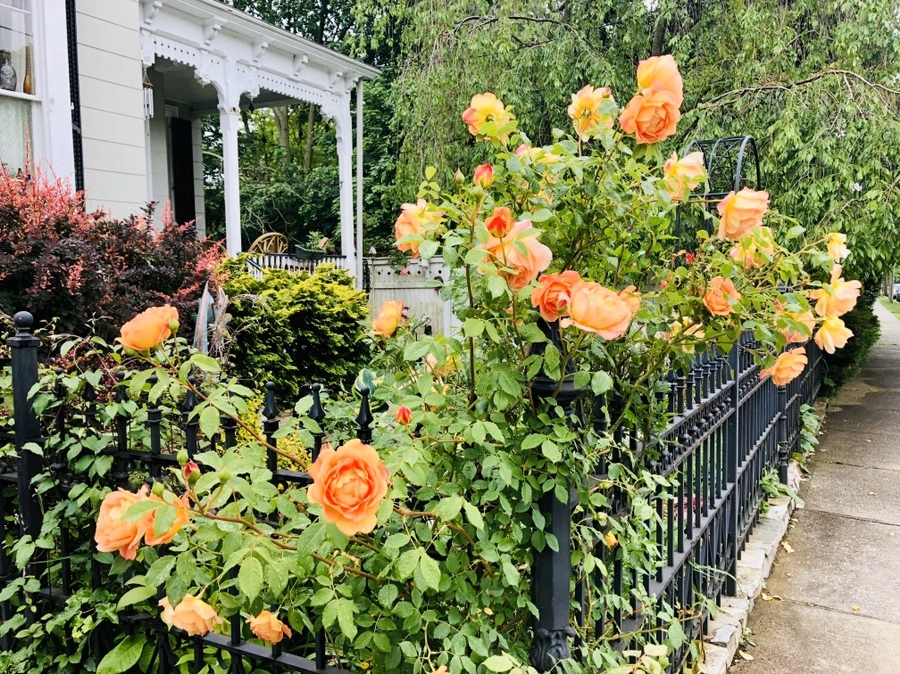 IMG_7508.jpg?type=w966