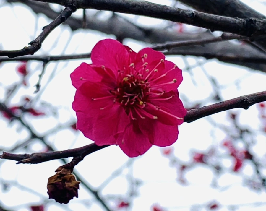 IMG_1534.jpg?type=w966