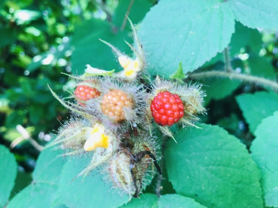 IMG_7336.jpg?type=w966