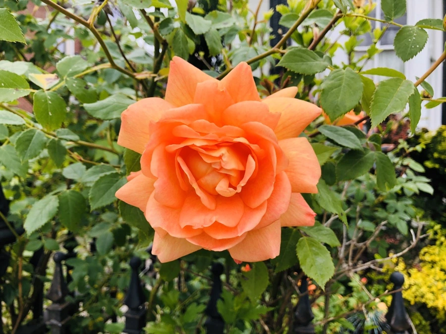 IMG_7370.jpg?type=w966