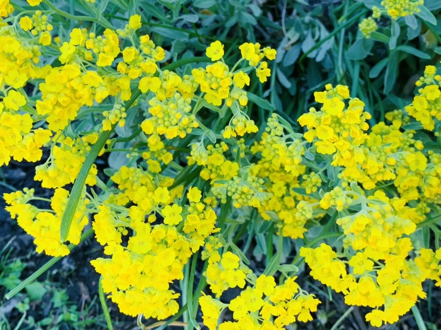 IMG_4169.jpg?type=w966