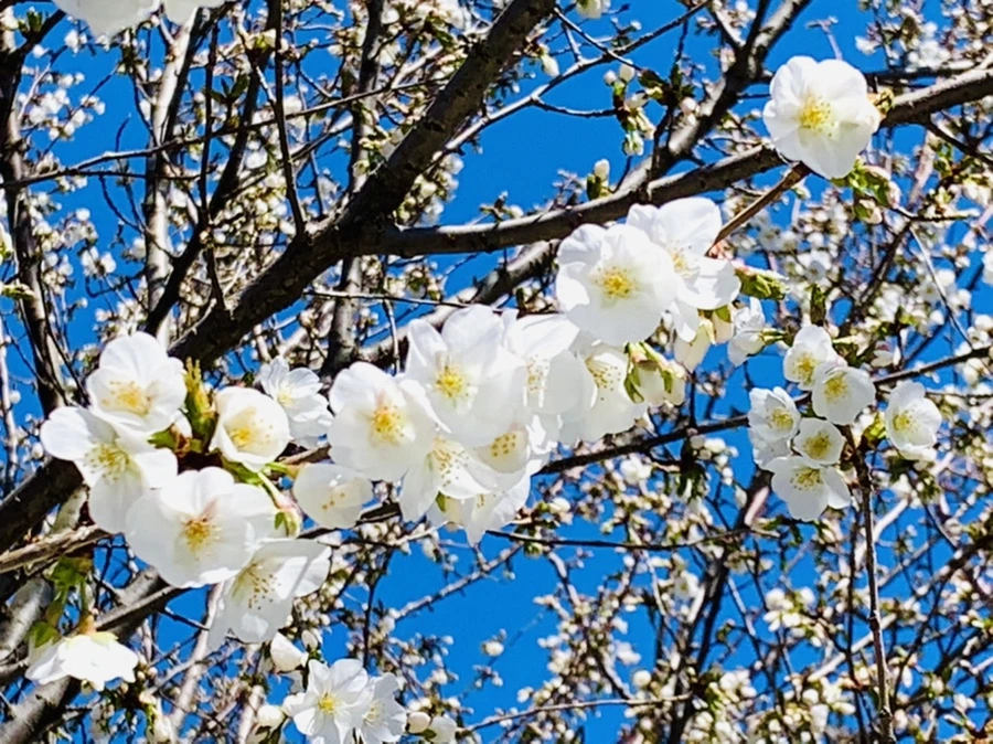 IMG_8026.jpg?type=w966