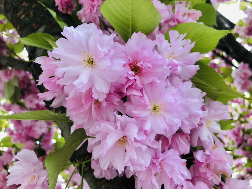 IMG_4079.jpg?type=w966