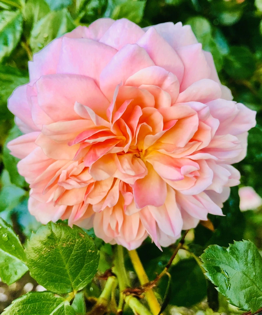 IMG_8233.jpg?type=w966