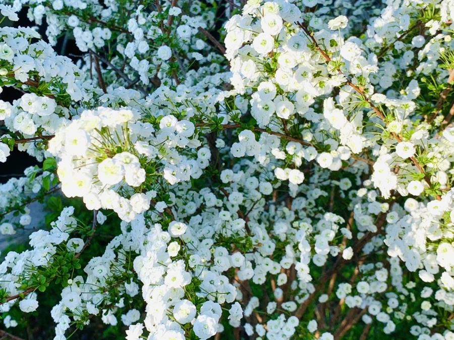 IMG_3278.jpg?type=w966