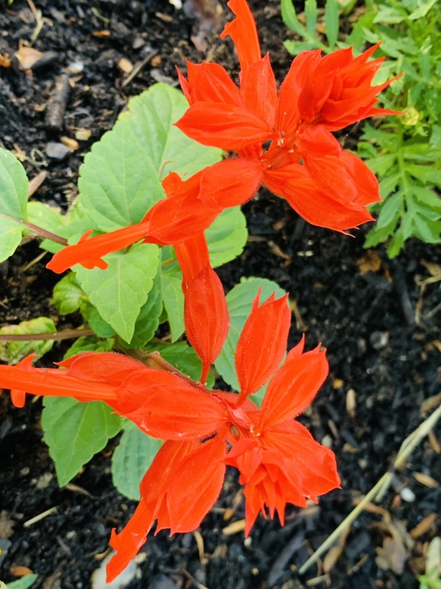 IMG_4840.jpg?type=w966