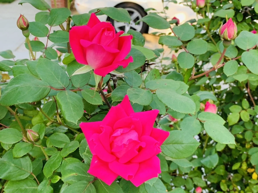 IMG_3277.jpg?type=w966