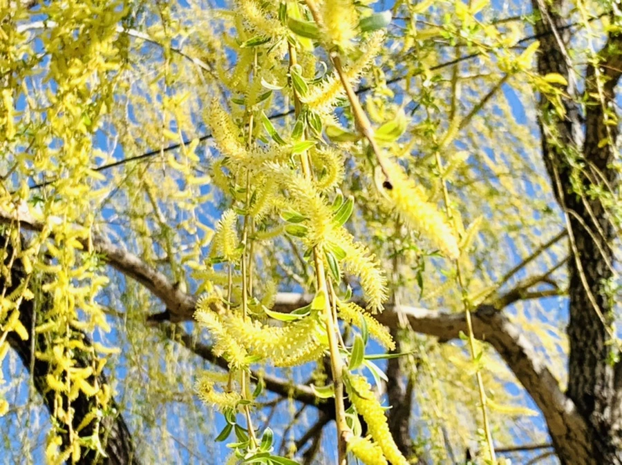 IMG_7581.jpg?type=w966