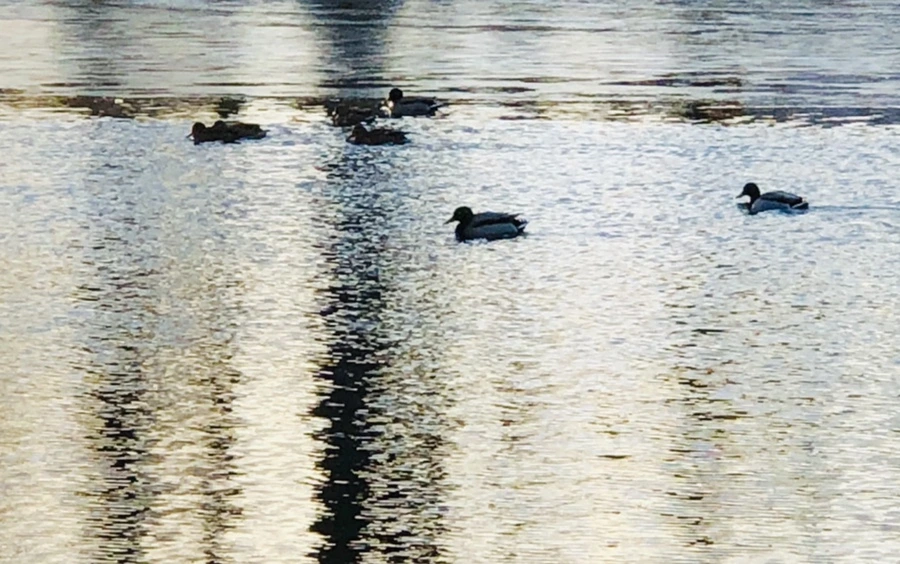 IMG_0926.jpg?type=w966