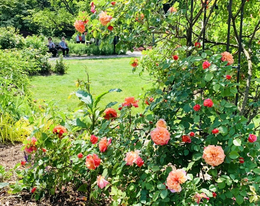 IMG_5857.jpg?type=w966