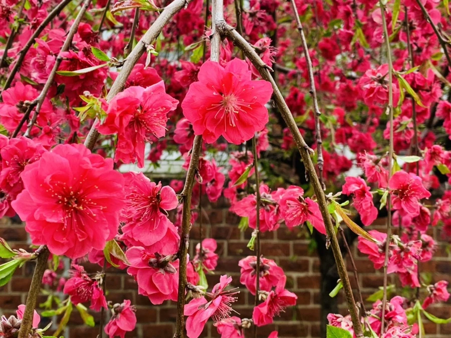 IMG_7937.jpg?type=w966