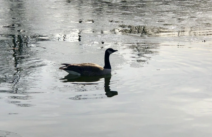 IMG_5800.jpg?type=w966