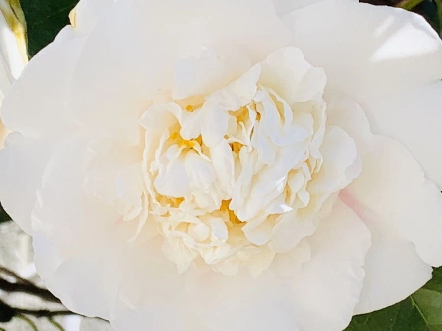 IMG_8609.jpg?type=w966