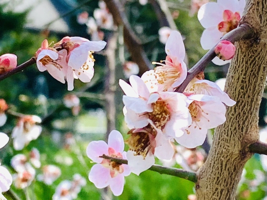 IMG_4226.jpg?type=w966