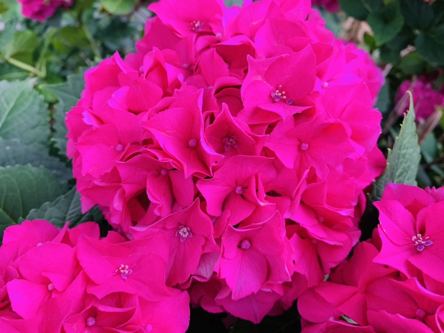 IMG_0301.jpg?type=w966