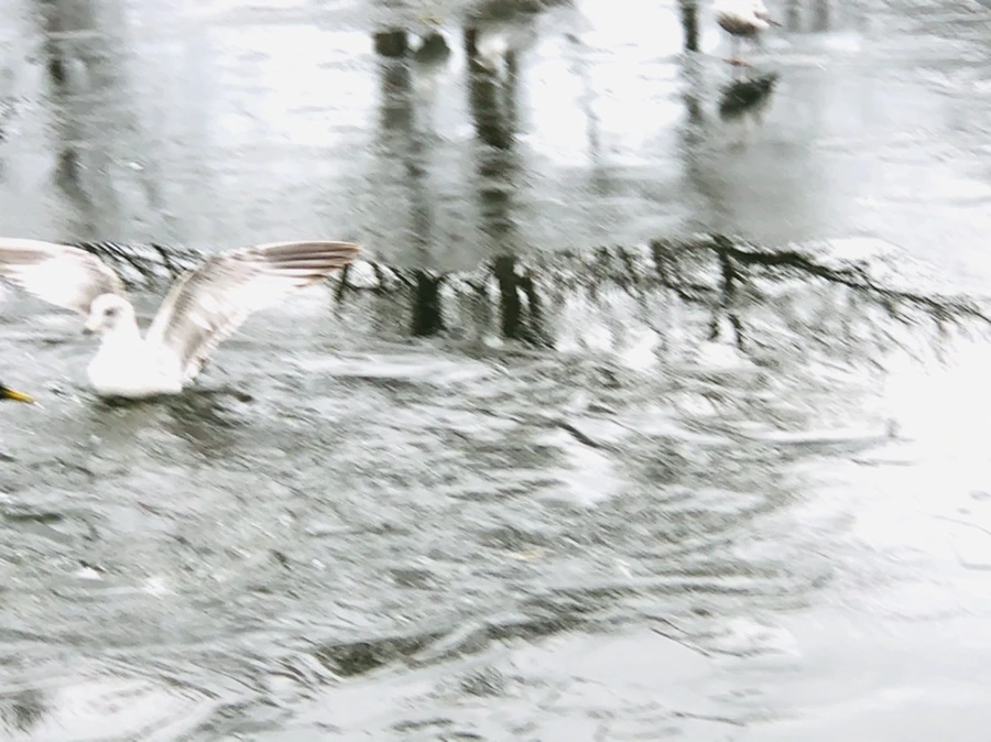 IMG_9032.jpg?type=w966