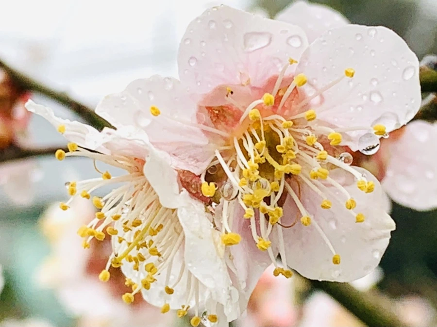 IMG_1977.jpg?type=w966