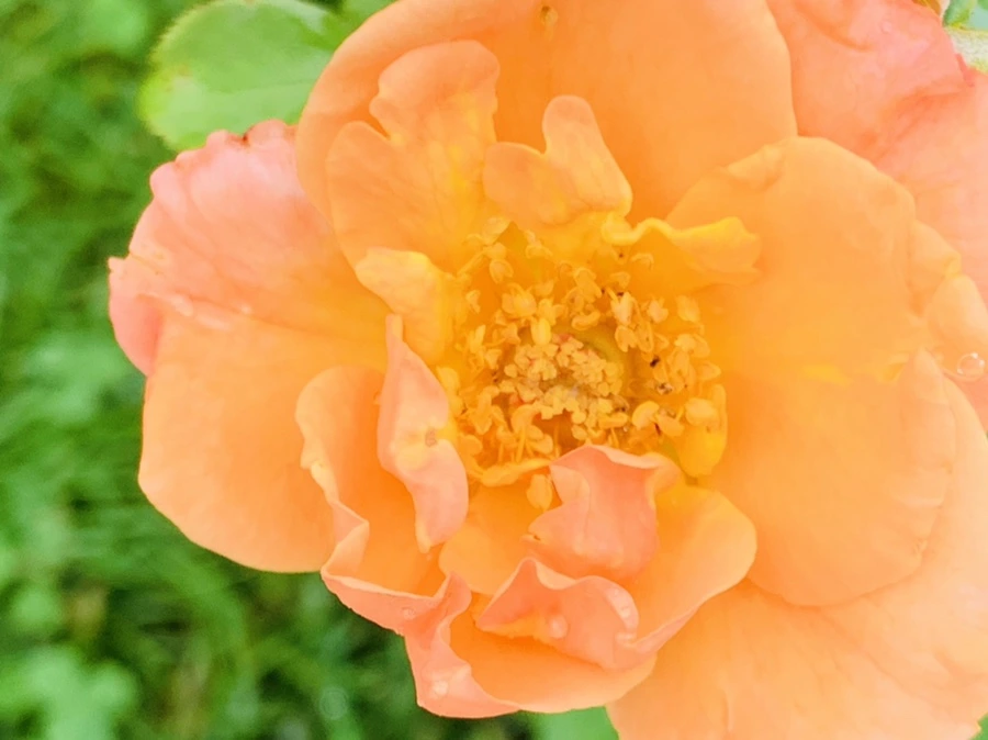 IMG_0988.jpg?type=w966