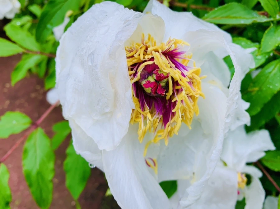 IMG_9302.jpg?type=w966