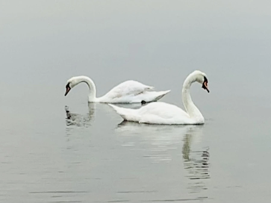 IMG_0287.jpg?type=w966