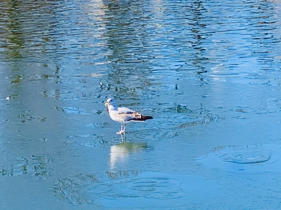 IMG_9070.jpg?type=w966