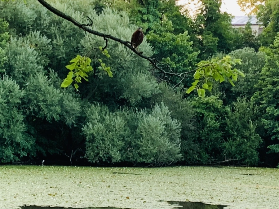 IMG_5533.jpg?type=w966