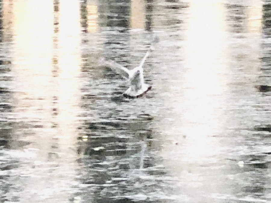 IMG_1951.jpg?type=w966