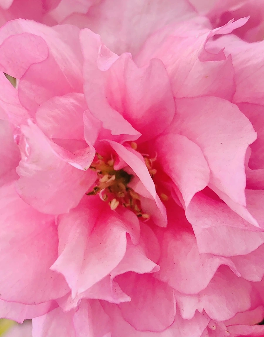 IMG_3952.jpg?type=w966