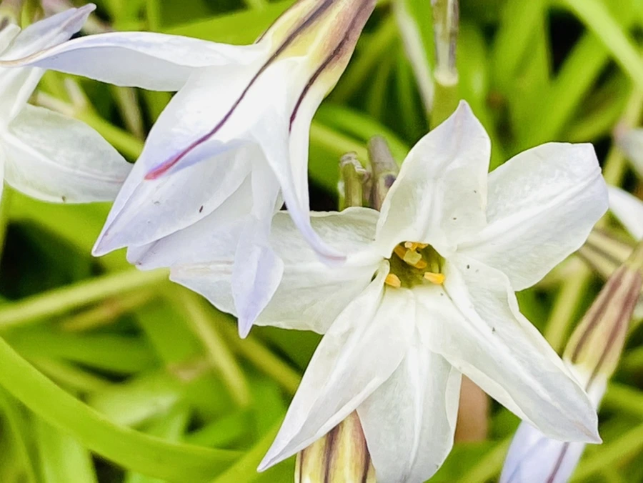 IMG_1306.jpg?type=w966