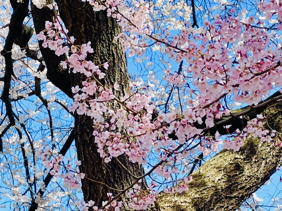 IMG_8374.jpg?type=w966