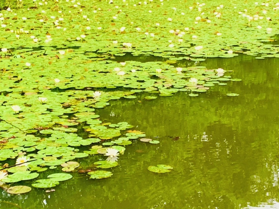 IMG_4663.jpg?type=w966