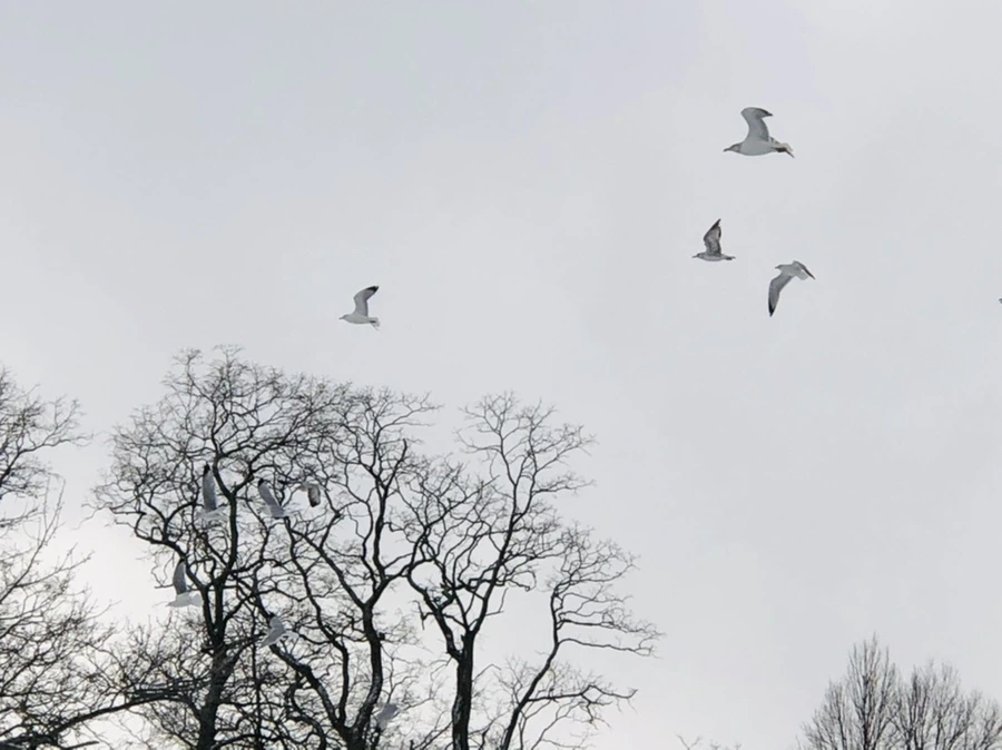 IMG_3866.jpg?type=w966