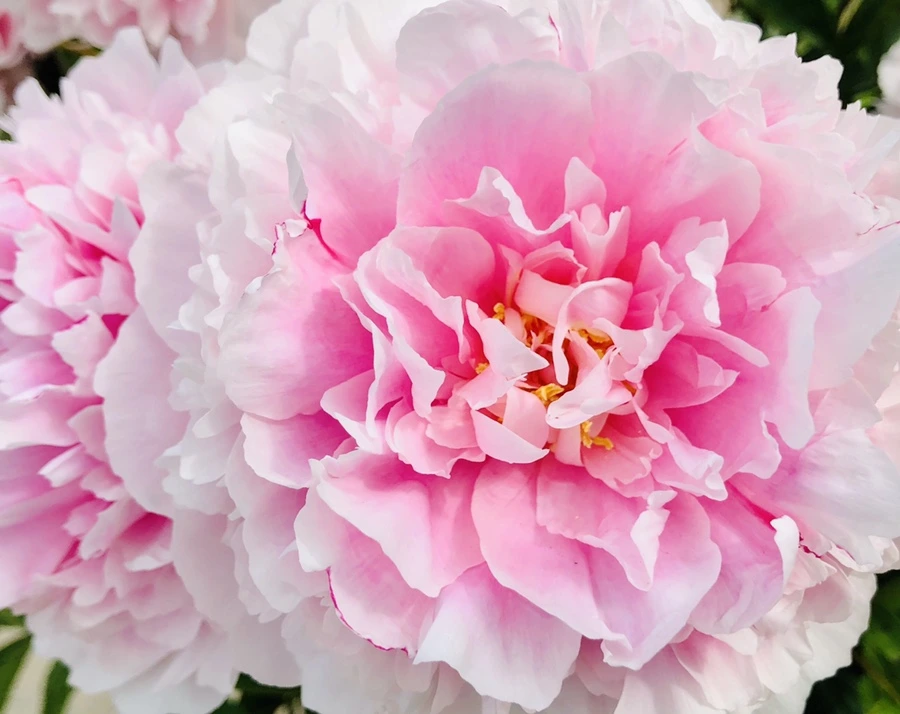 IMG_7879.jpg?type=w966